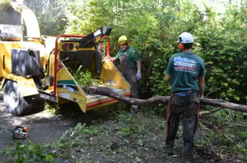 tree services Modesto